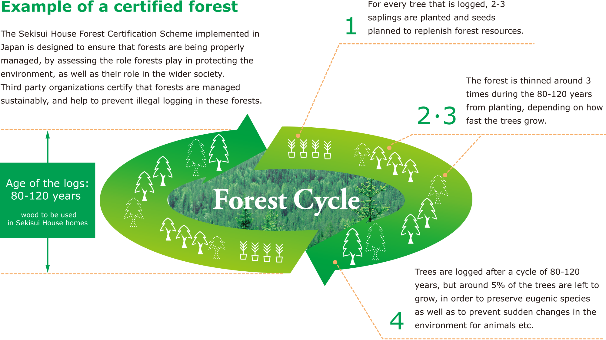 Concept of planting and planned logging in sustainable forests image